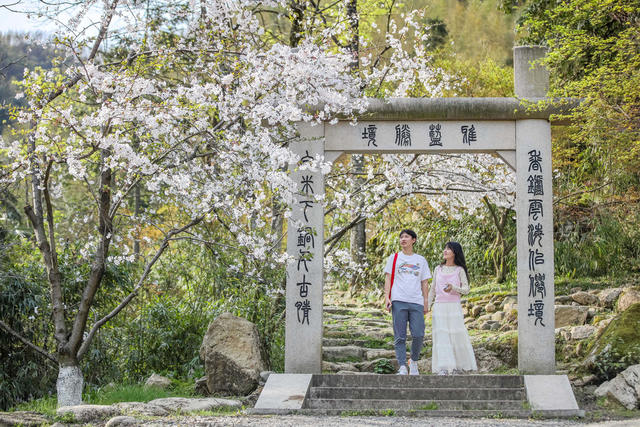踏青 赏花 樱花 春光 景区 旅游 游玩
