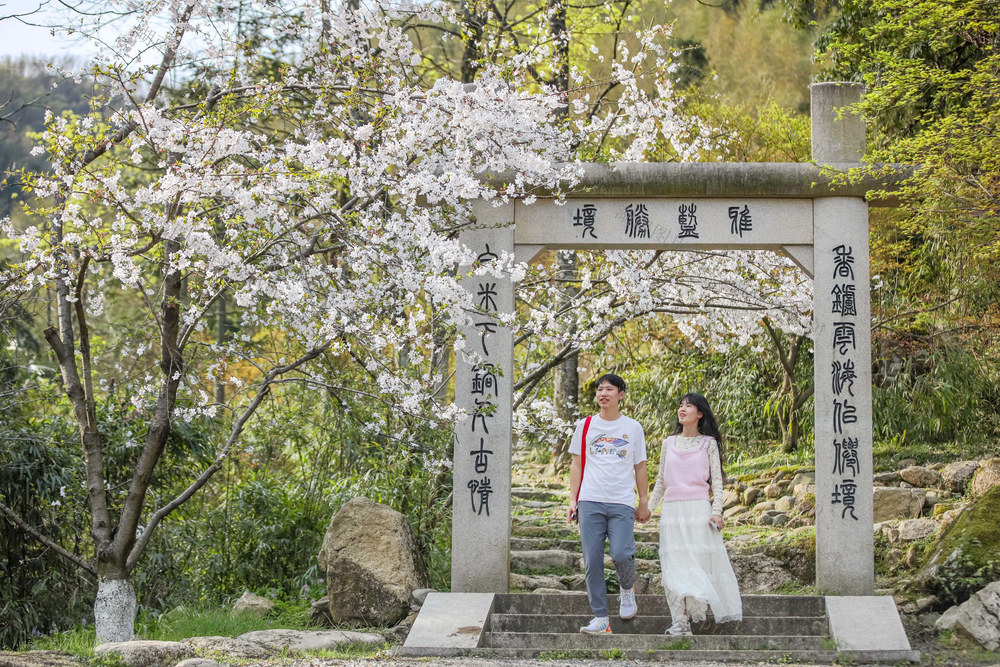 踏青 赏花 樱花 春光 景区 旅游 游玩