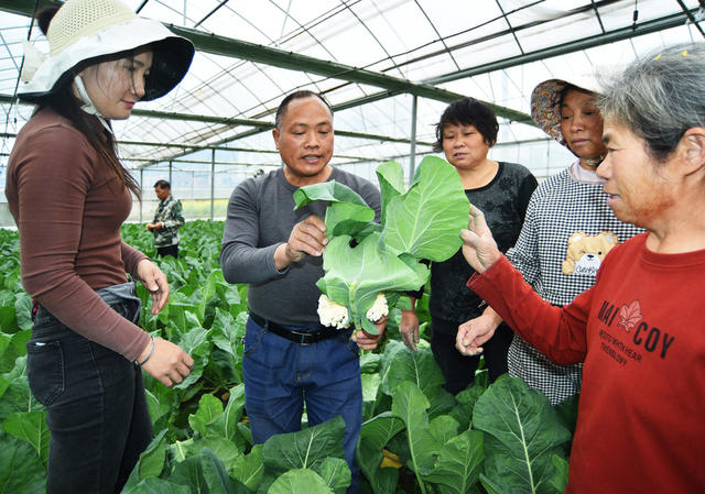 嘉禾：大棚蔬菜管护忙