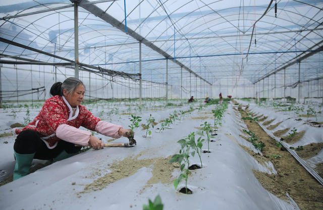 湖南桂东 村民 移栽  早熟辣椒