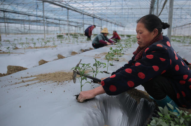 湖南桂东 村民 移栽  早熟辣椒