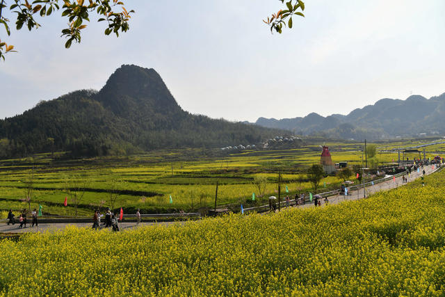 旅游 文化  油菜花节 乡村振兴