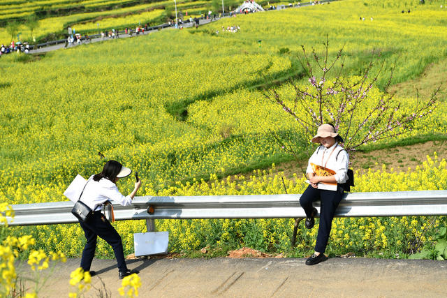 旅游 文化  油菜花节 乡村振兴