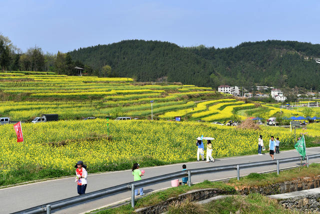旅游 文化  油菜花节 乡村振兴