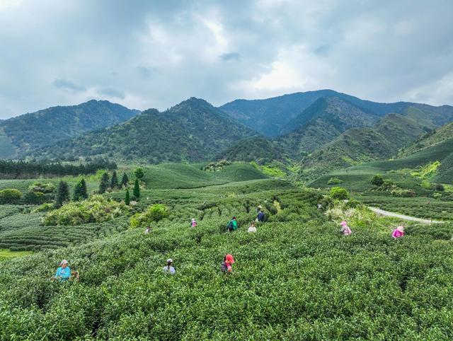 春茶
采茶
江华
明前茶