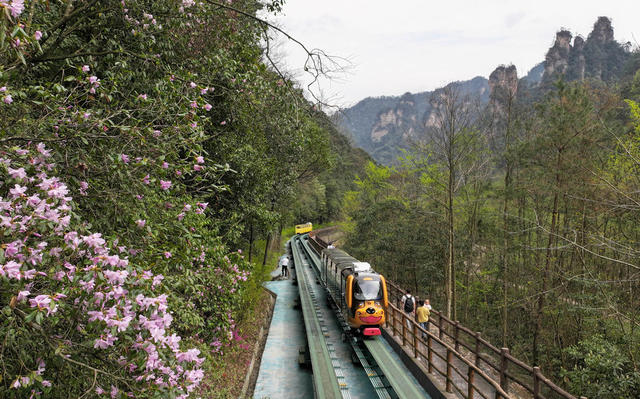 张家界 十里画廊 春色