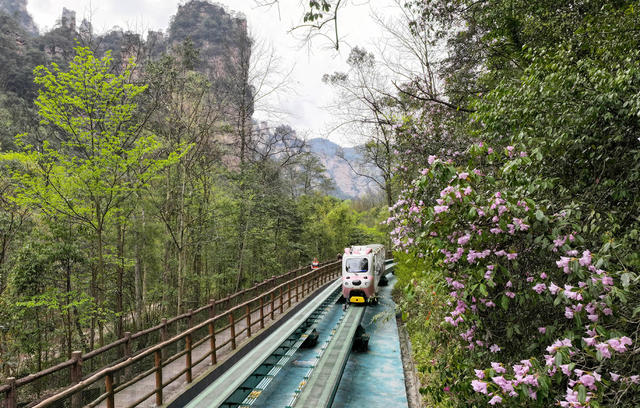 张家界 十里画廊 春色