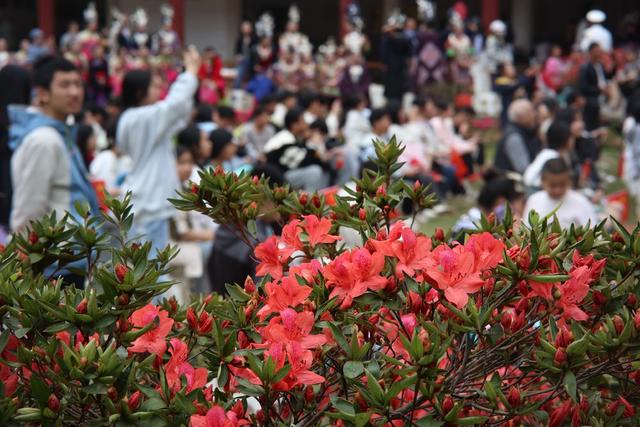杜鹃花节、鲜花经济、春天、农旅融合、乡村