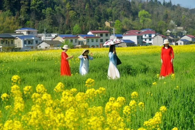 张家界 尹家溪 油菜花海 美如画卷 