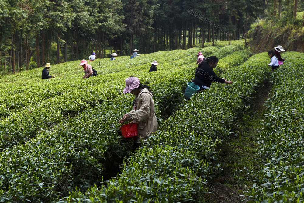 采茶  茶园  农业  经济
明前茶