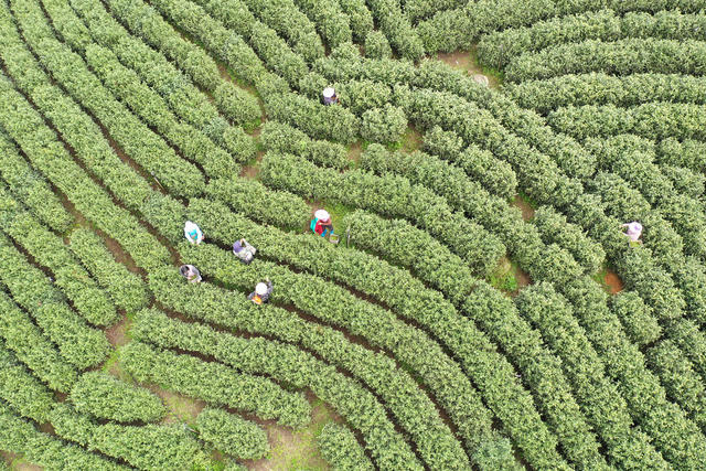 采茶 清明