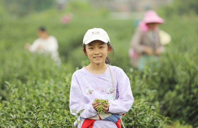 采茶 清明