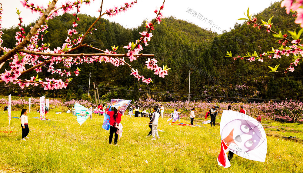 桃花、旅游、农村、