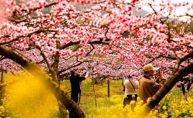 桃花、旅游、农村、
