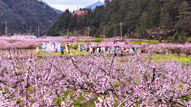 桃花、旅游、农村、