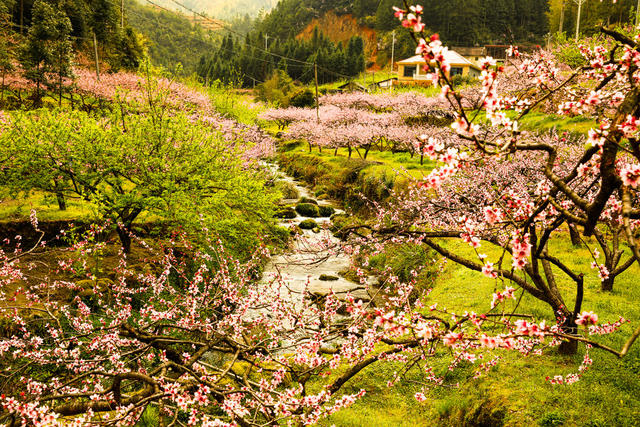桃花、旅游、农村、