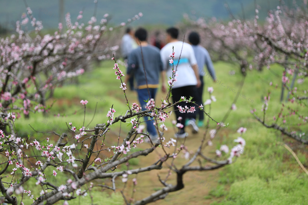 踏春 赏花