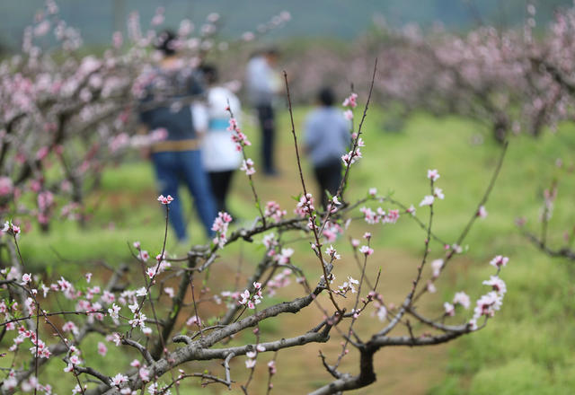 踏春 赏花