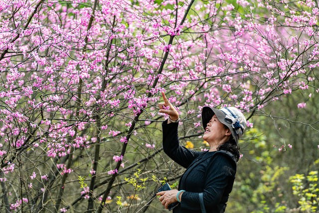 野生紫荆花