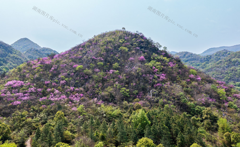 野生紫荆花