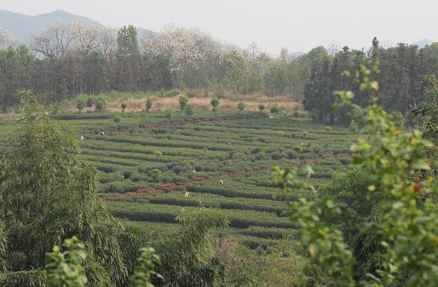 采茶 制茶
