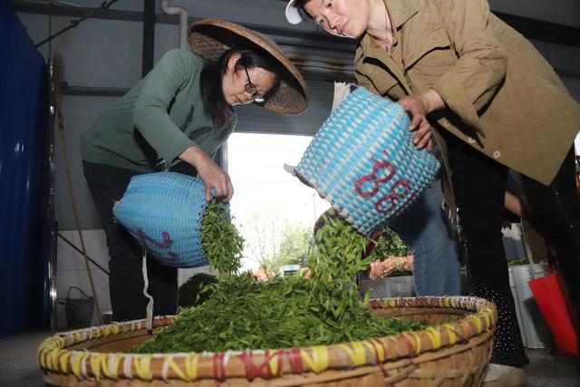 采茶 制茶