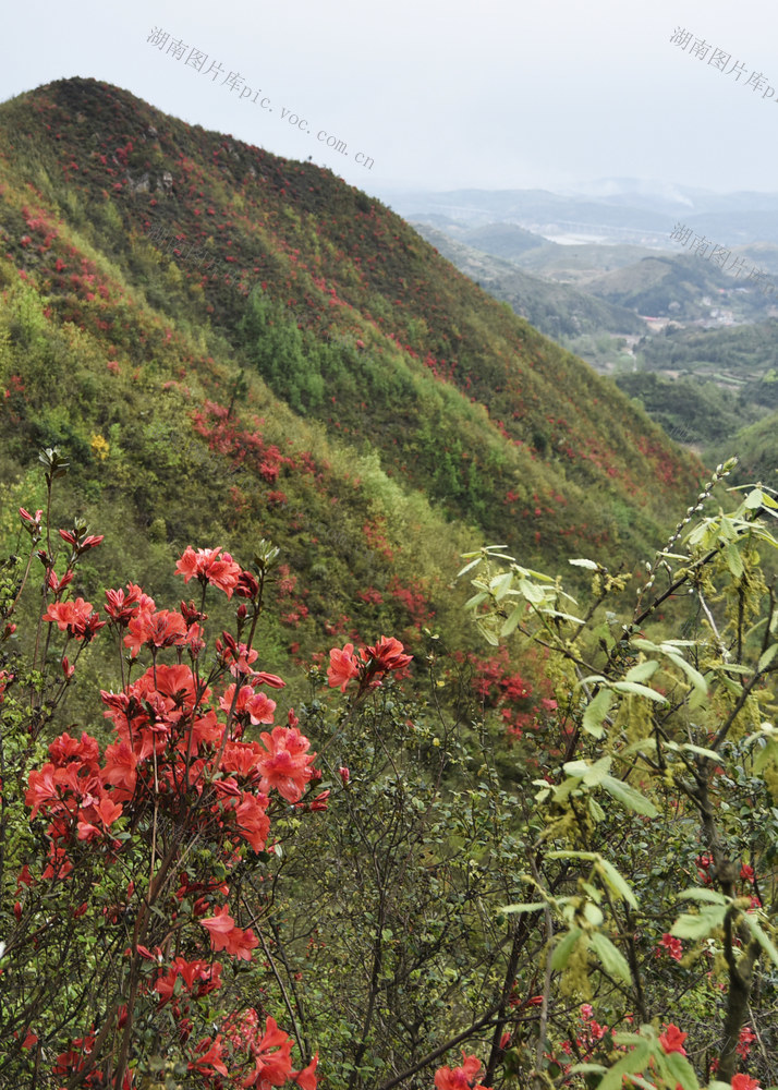 嘉禾：杜鹃花开映山红