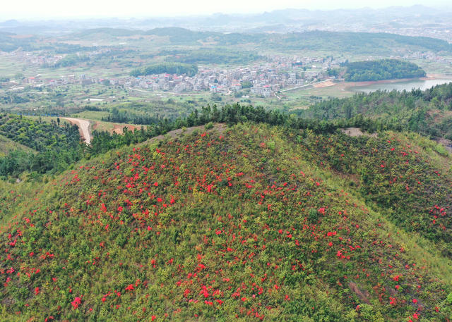 嘉禾：杜鹃花开映山红