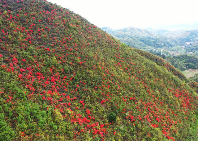 嘉禾：杜鹃花开映山红