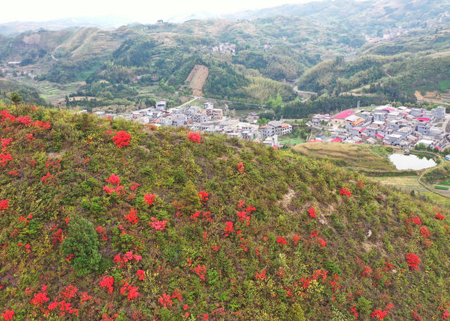 嘉禾：杜鹃花开映山红