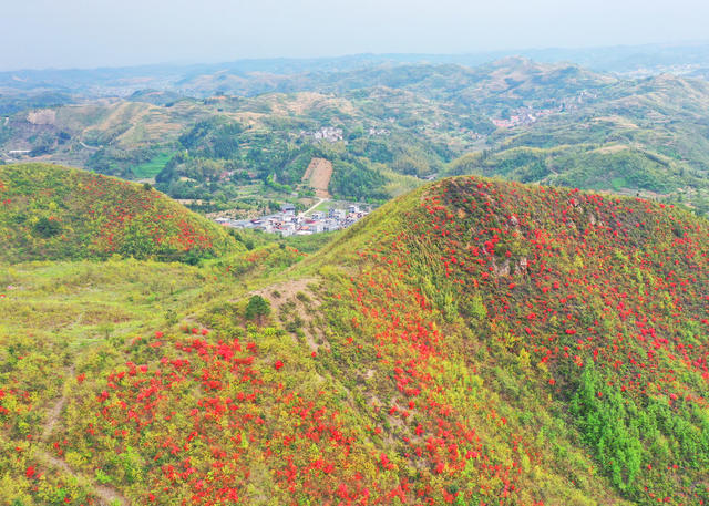 嘉禾：杜鹃花开映山红