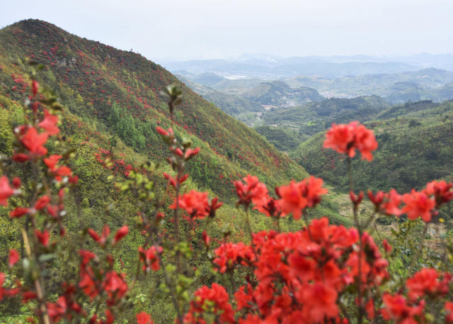 嘉禾：杜鹃花开映山红