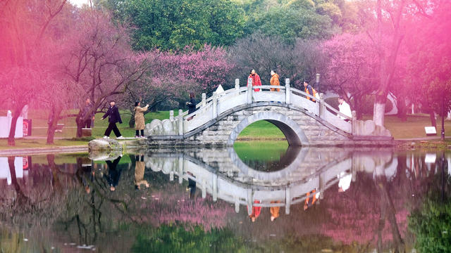 橘子洲景区，梅花，竞相绽放，