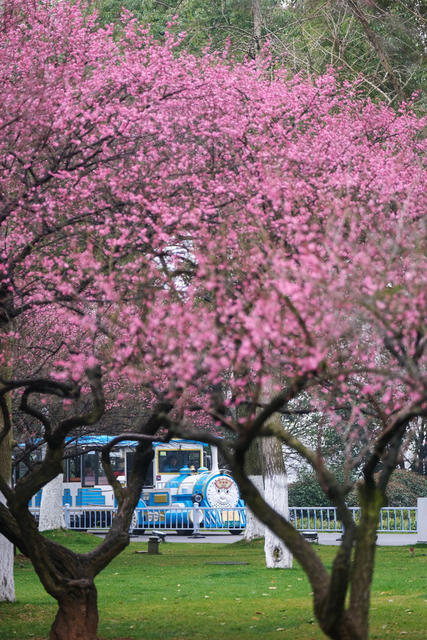 橘子洲景区，梅花，竞相绽放，