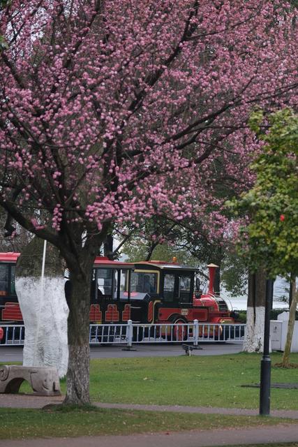 橘子洲景区，梅花，竞相绽放，