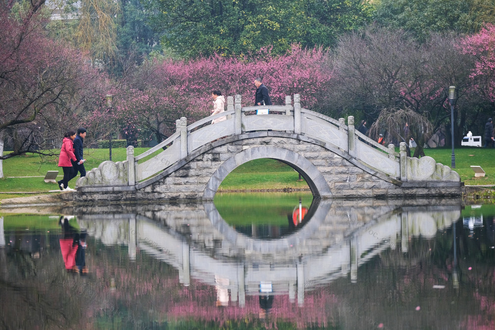 橘子洲景区，梅花，竞相绽放，