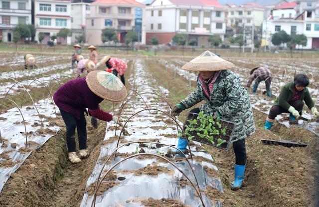 涟源 惊蛰 农事