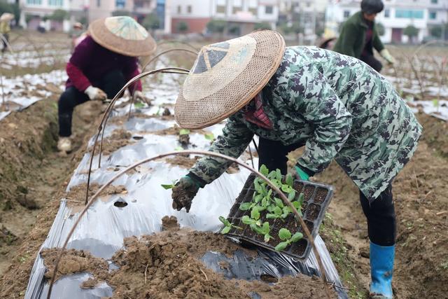 涟源 惊蛰 农事