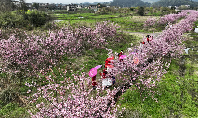 春暖花开 樱花 游客 乡村旅游 乡村振兴