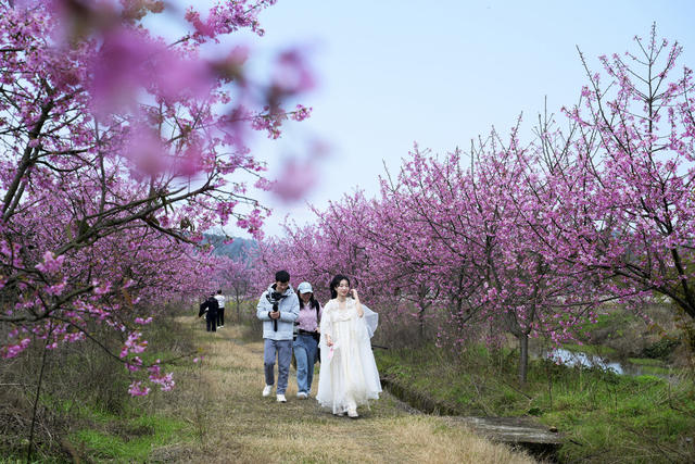 春暖花开 樱花 游客 乡村旅游 乡村振兴