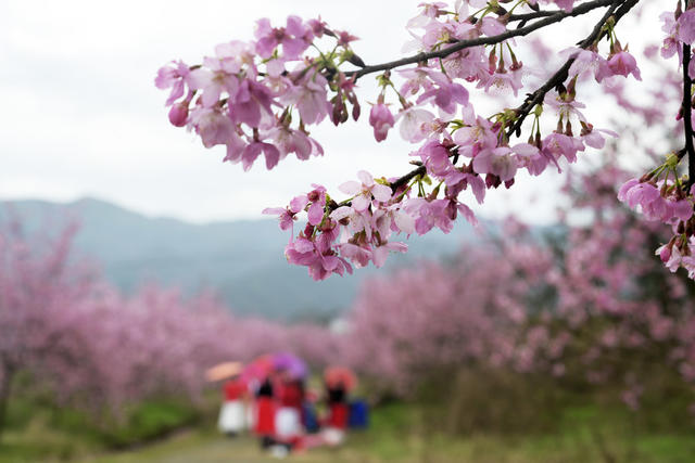 春暖花开 樱花 游客 乡村旅游 乡村振兴