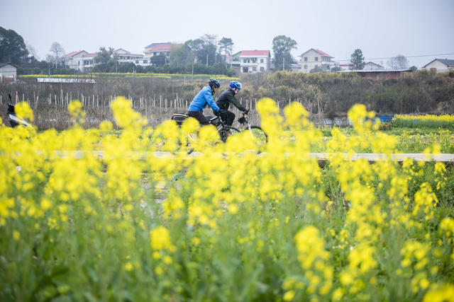 湖南娄底 春光 骑行爱好者 油菜花 赏花