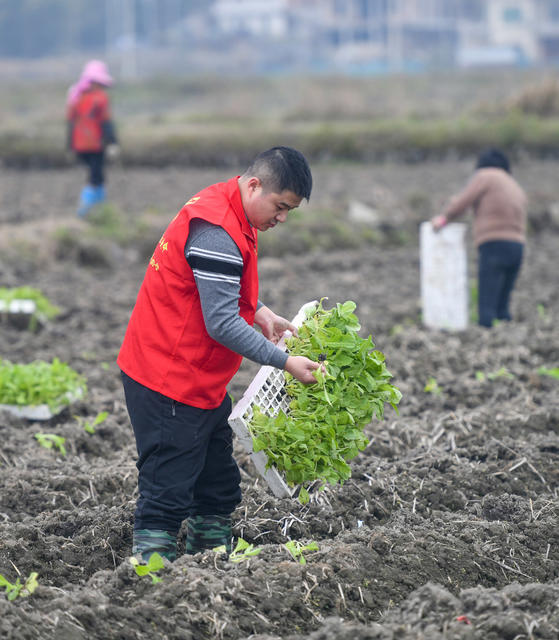 驻村工作队
乡村振兴
增收
道县
