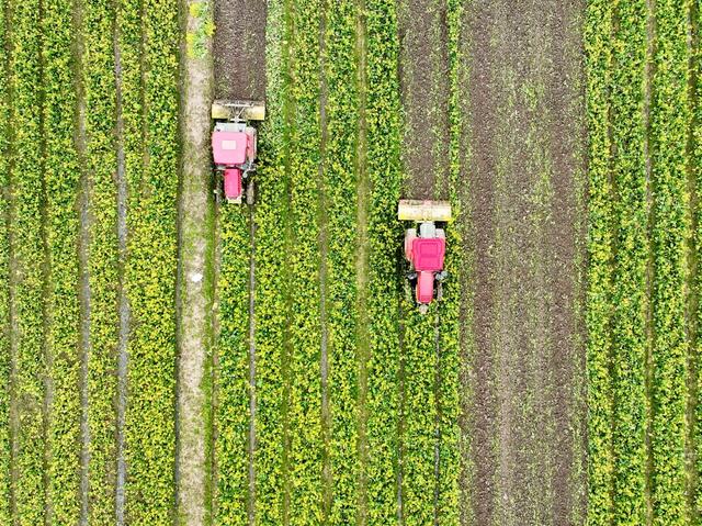 春耕
粮食生产
早稻
道县