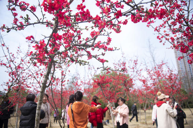 娄底 海棠花