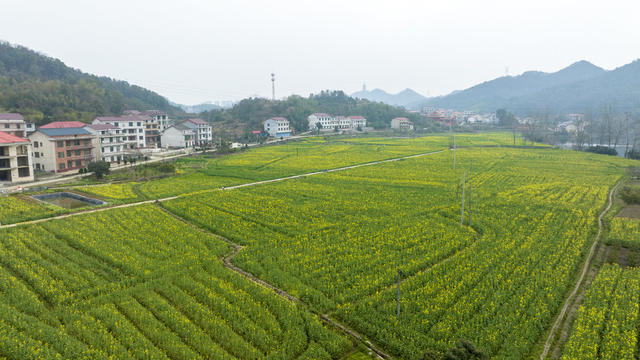湖南娄底,和美,乡村,油菜花