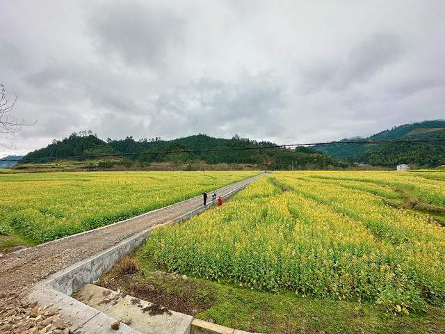 多彩油菜花