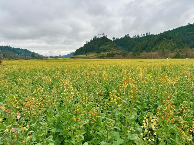 多彩油菜花