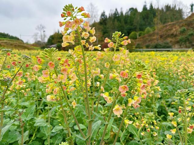 多彩油菜花