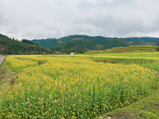 多彩油菜花